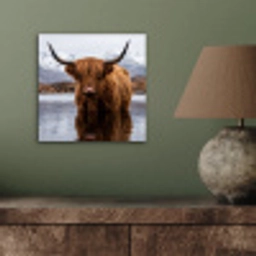 Schotse hooglander - Bruin - Water aluminium wit klein -sfeer2