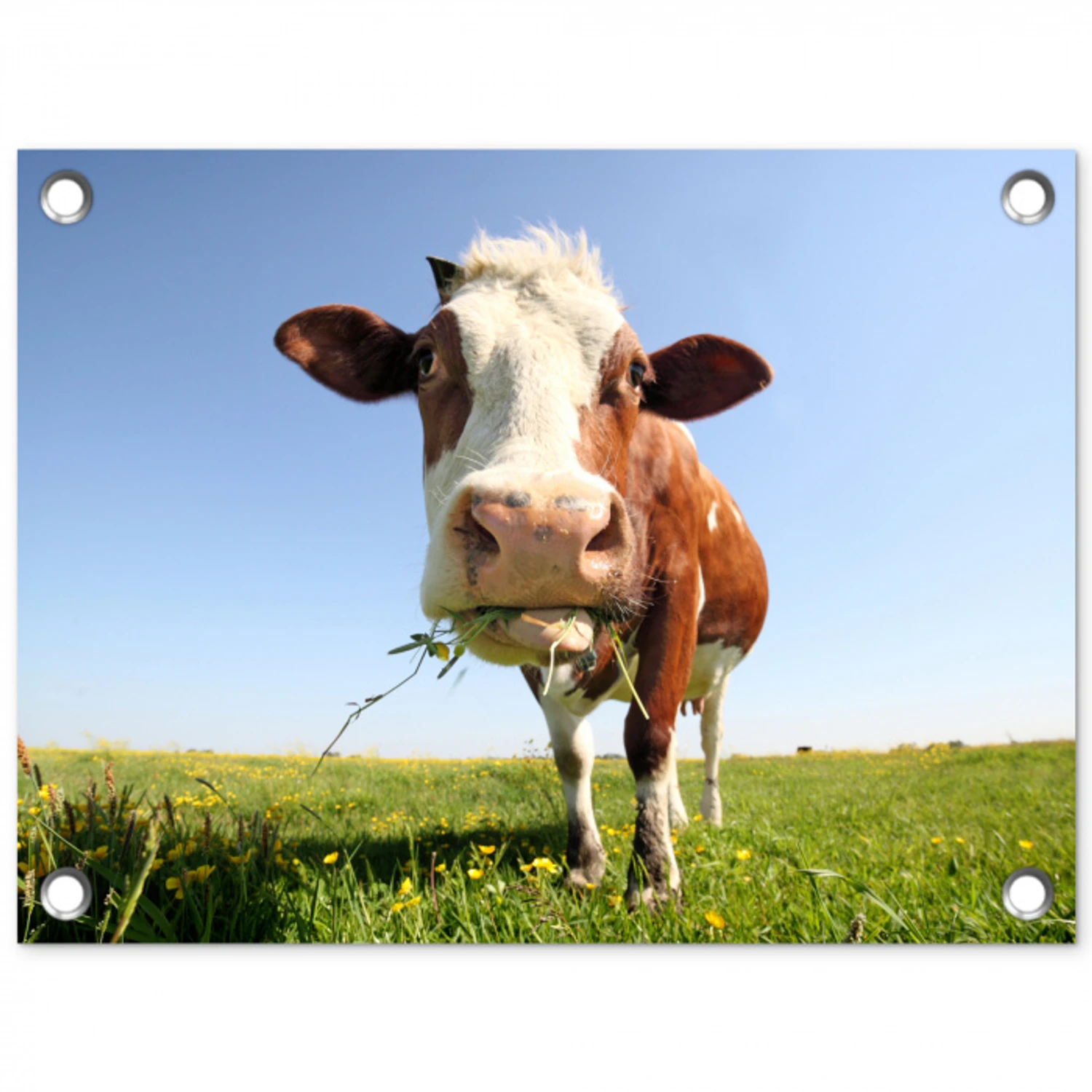 Koe in de Weide tuinposter los doek klein -3d