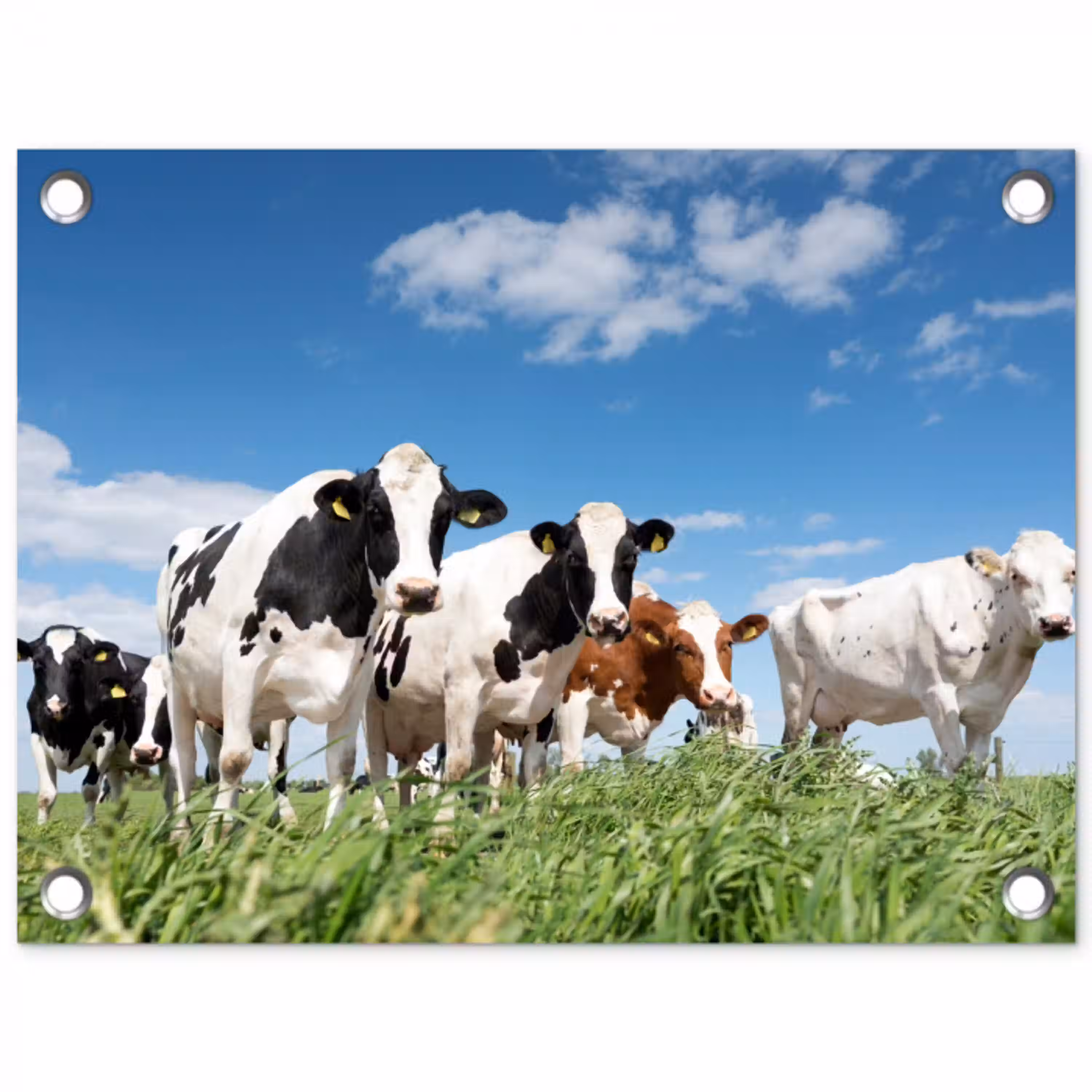 Koeien - Platteland - Weiland - Natuur - Dieren tuinposter los doek klein -3d