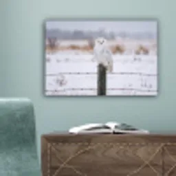 Sneeuwuil - Hek - Sneeuw - Wit canvas 2cm klein -sfeer4