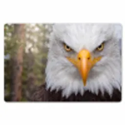 Amerikaans - Zeearend - Portret - Geel Placemat vinyl groot -zzsfeer1_Kitchenyeah-website