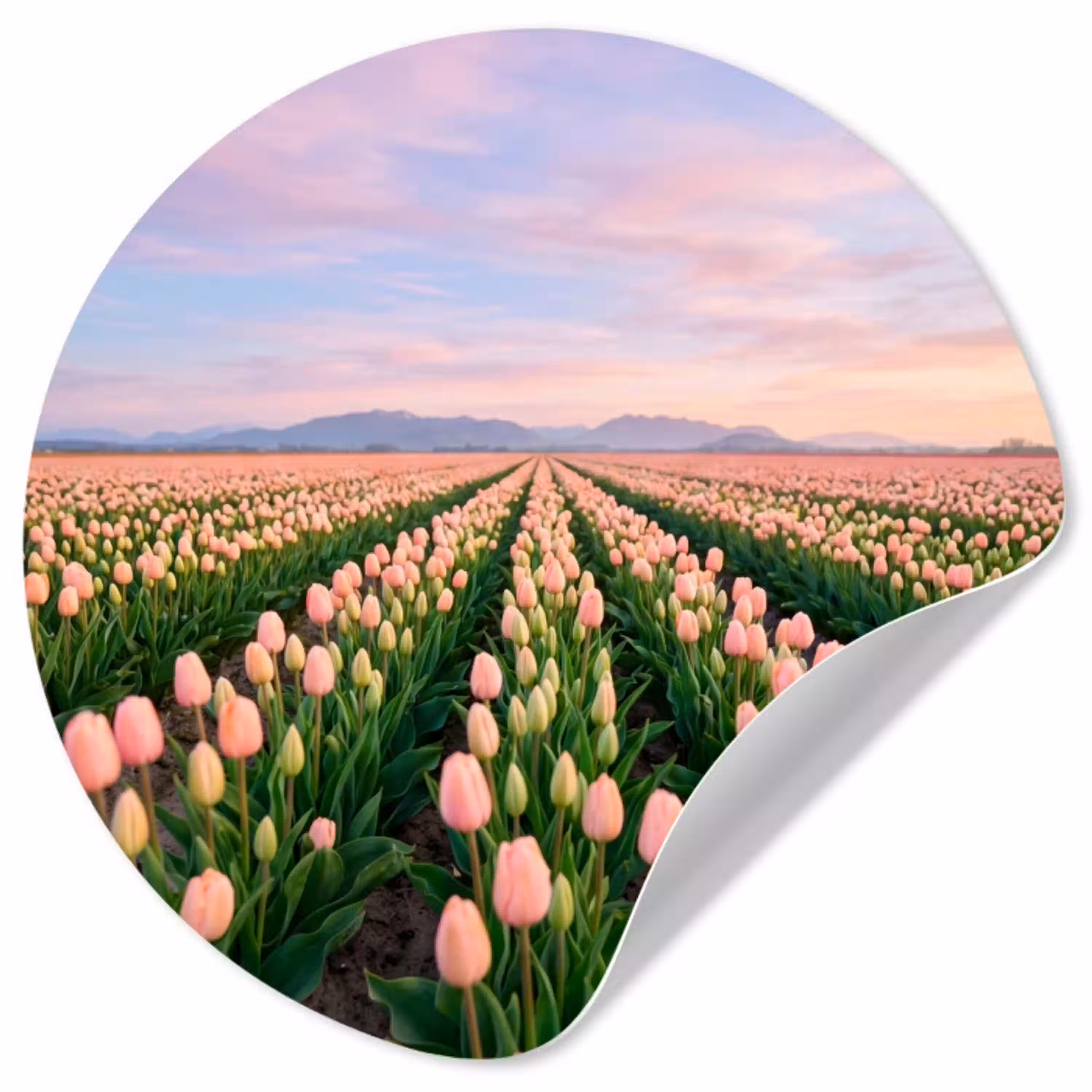 Tulpen - Landschap - Roze Wandcirkel behangsticker klein -3d