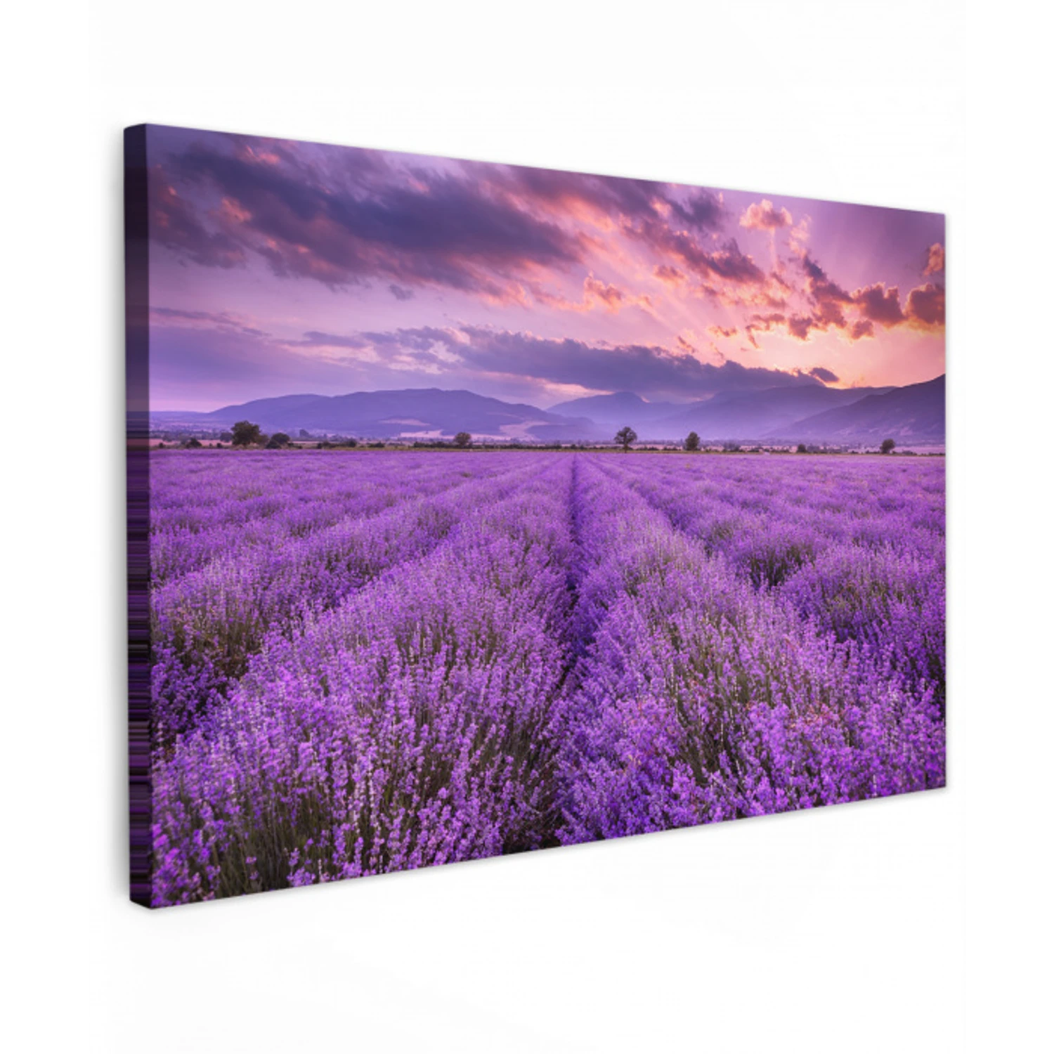 Lavendel - Paars - Bloemen - Veld canvas 2cm klein -z3d