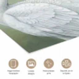 Pauwen - Wit - Natuur - Groen poster papier klein -closeup_NL