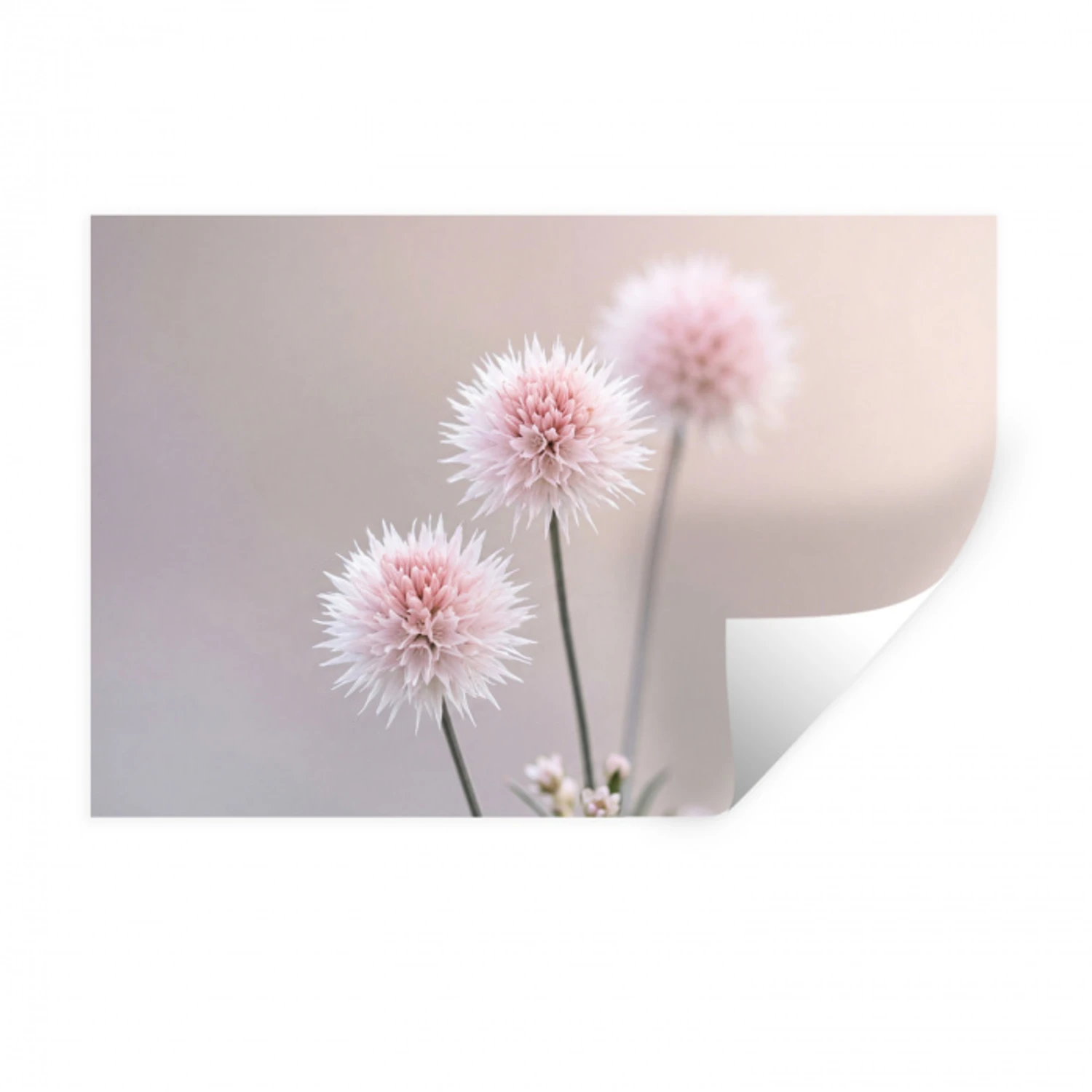 Bloemen - Bollen - Roze Muursticker klein -3d