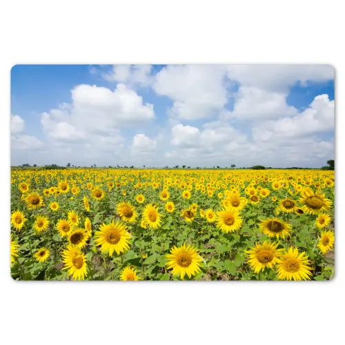 Zonnebloemen - Bloemen - Wolken - Natuur - Geel - Landschap Placemat vinyl groot -zzsfeer1_Kitchenyeah-website