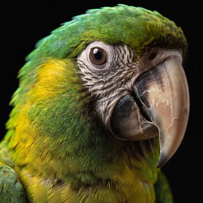 Behang - Ara - Portret - Groen