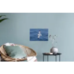 Zeemeeuw - Oceaan - Blauw Muursticker klein -plant