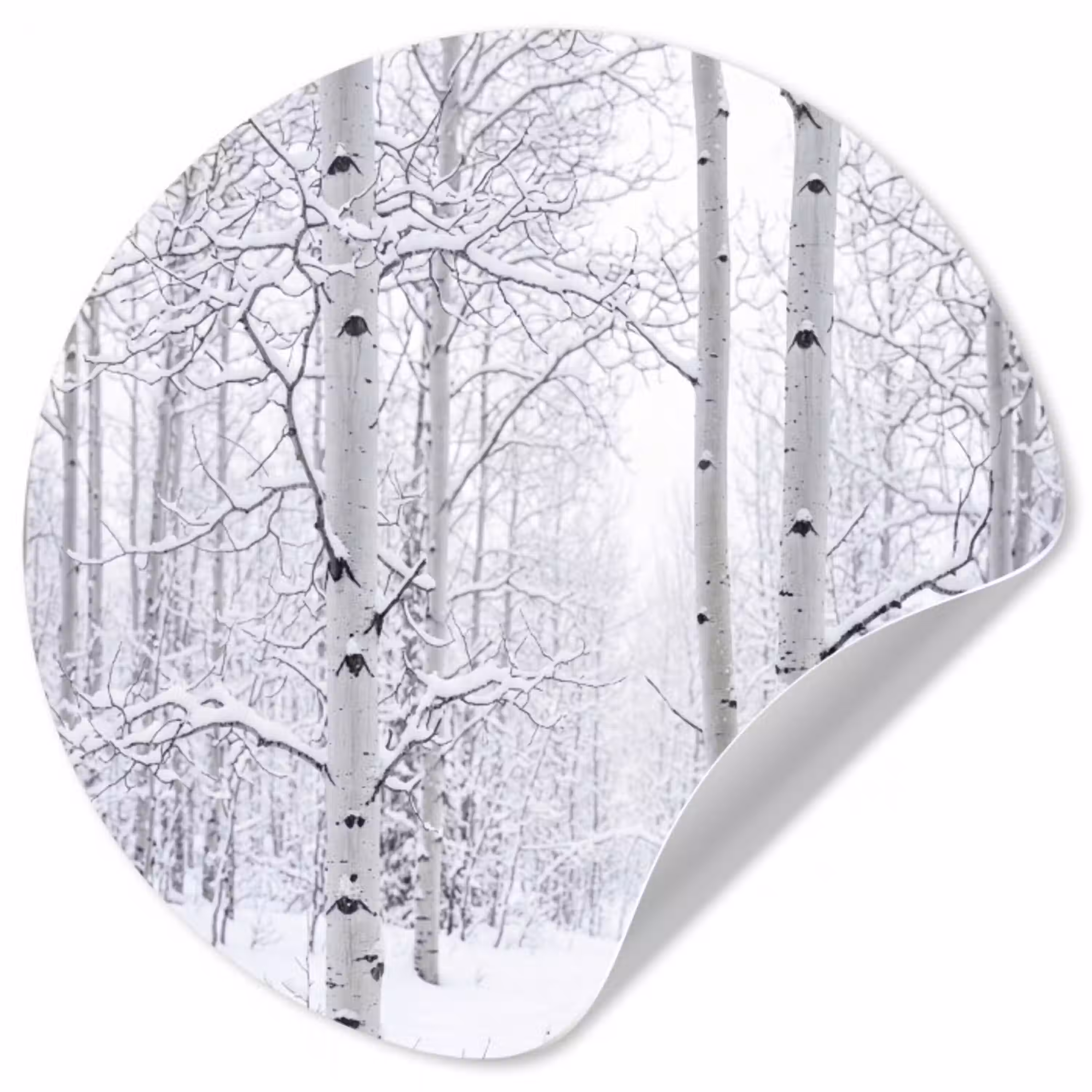 Berkenbomen - Sneeuw - Winter - Bos - Wit Wandcirkel behangsticker klein -3d