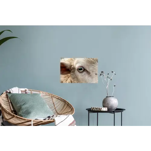 Schaap - Oog - Wit Muursticker klein -plant
