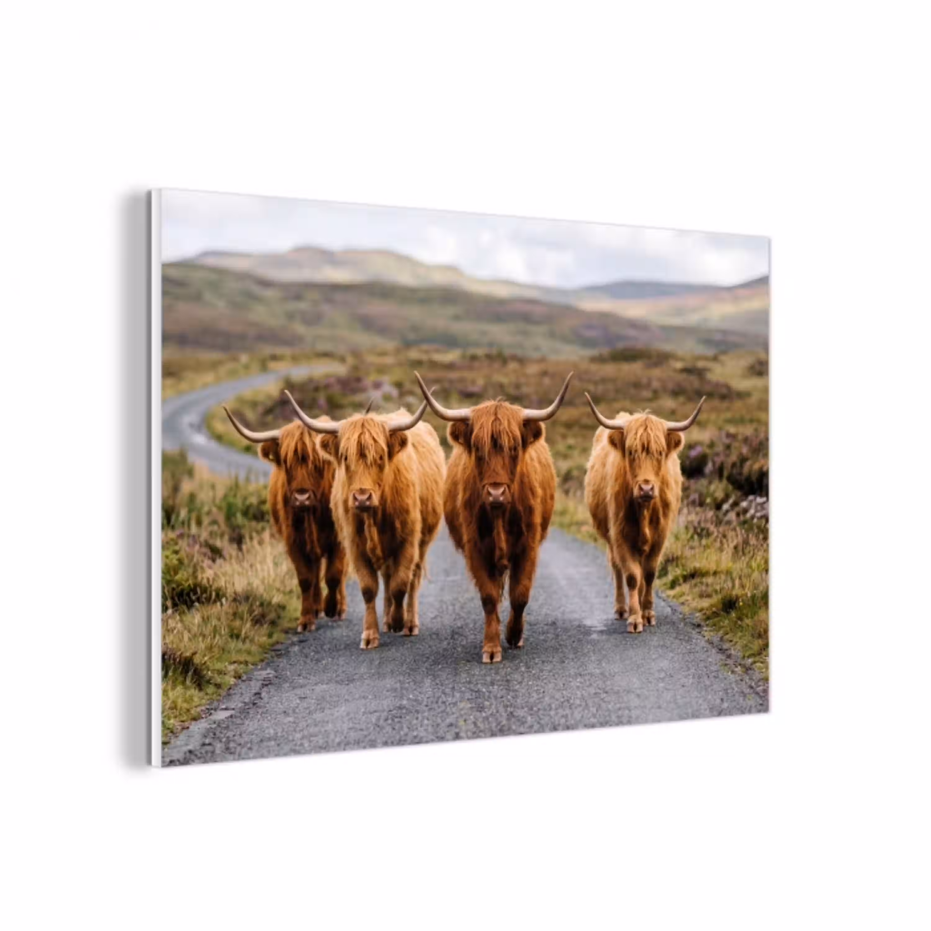 Schotse Hooglanders - Weg - Landschap - Kudde forex 5mm xxl -3d