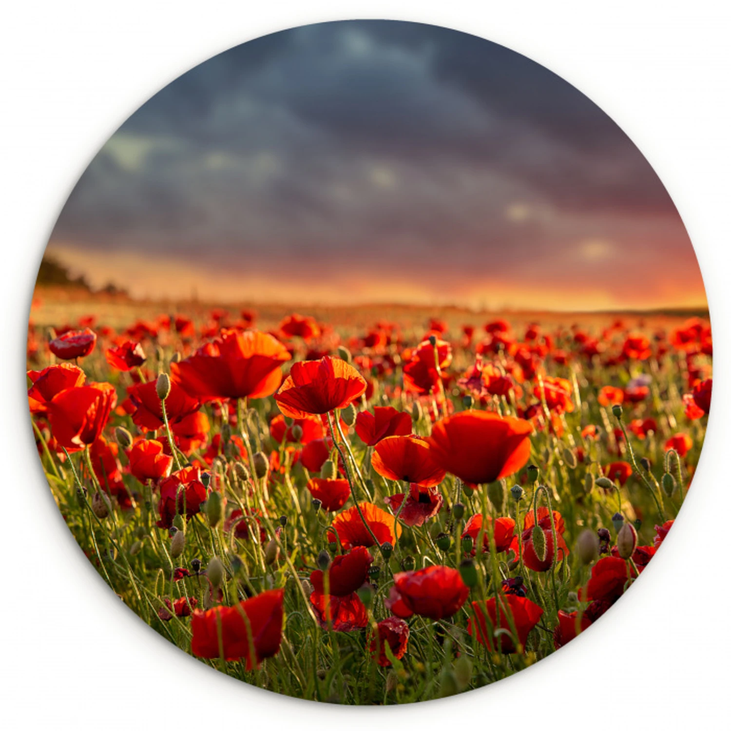 Zonsondergang - Klaprozen - Rood - Bloemen - Veld - Natuur Wandcirkel kunststof plaat 5mm dik klein -3d