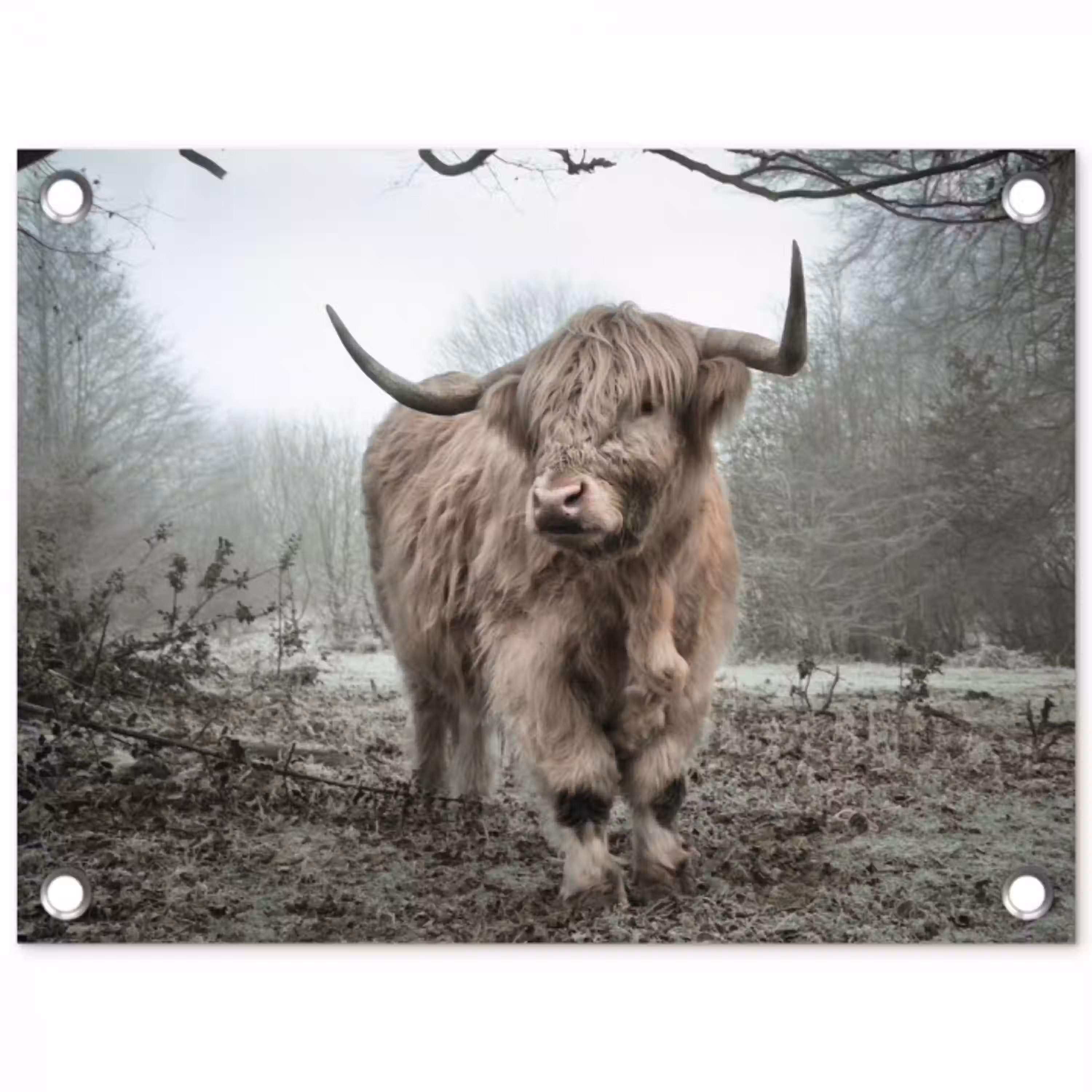 Schotse hooglander - Natuur - Herfst - Dieren - Wild - Bos tuinposter los doek klein -3d
