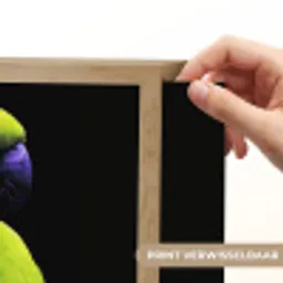 Papegaai - Veren - Opvallend - Groen Light Box met batterij (Wandlamp) middel -USP_websiteprintNL