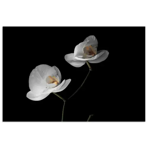 Orchidee - Bloemen - Zwart - Wit - Stilleven poster papier klein -3d