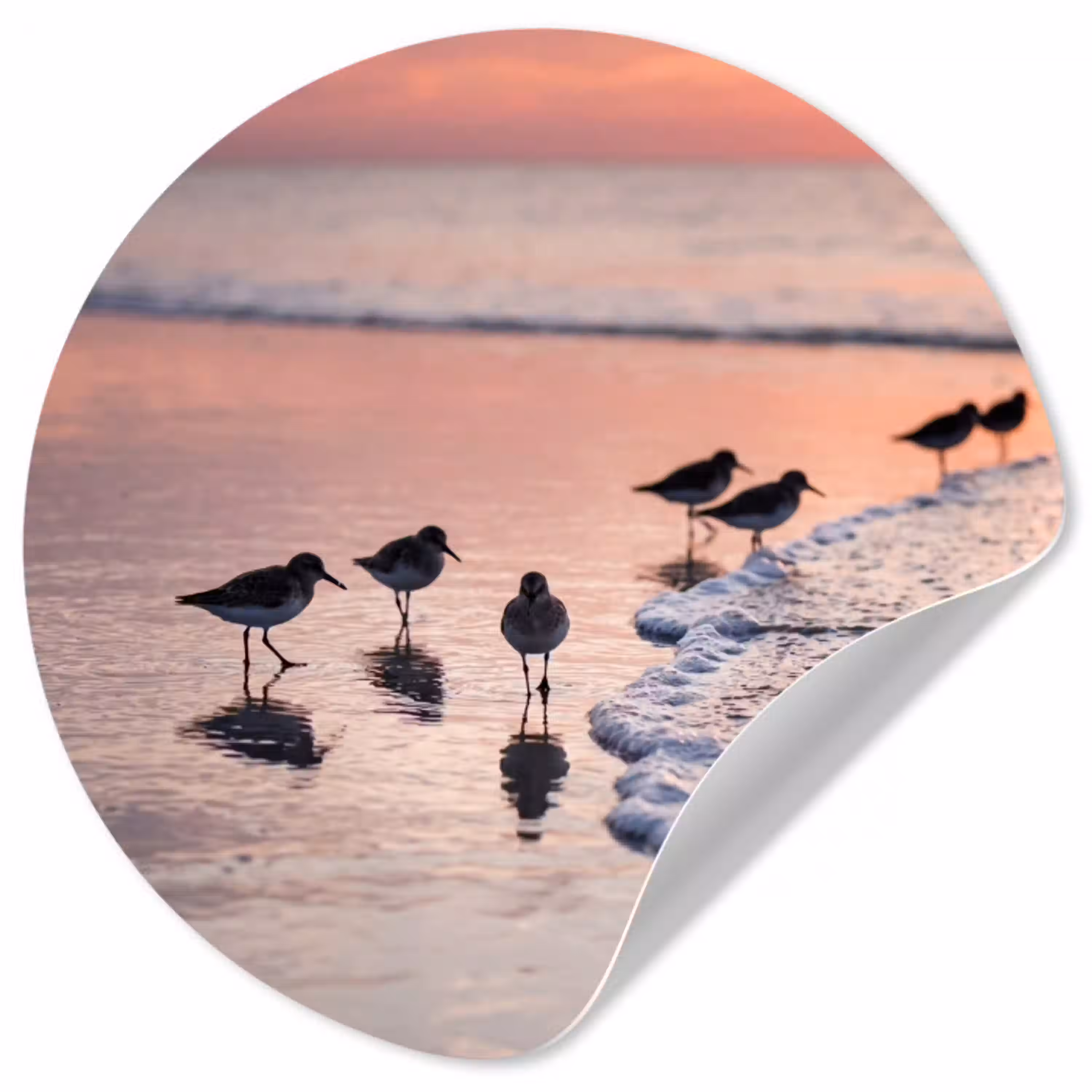 Meeuwen - Strand - Zee - Roze Wandcirkel behangsticker klein -3d