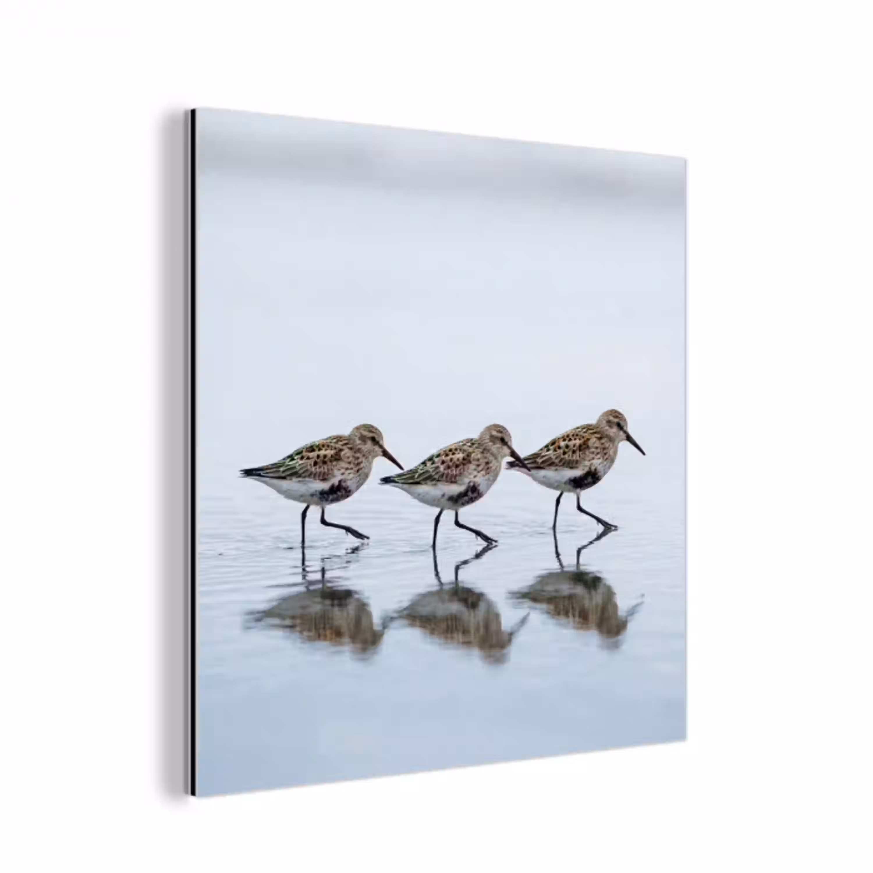 Vogels - Water - Grijs aluminium wit klein -3d
