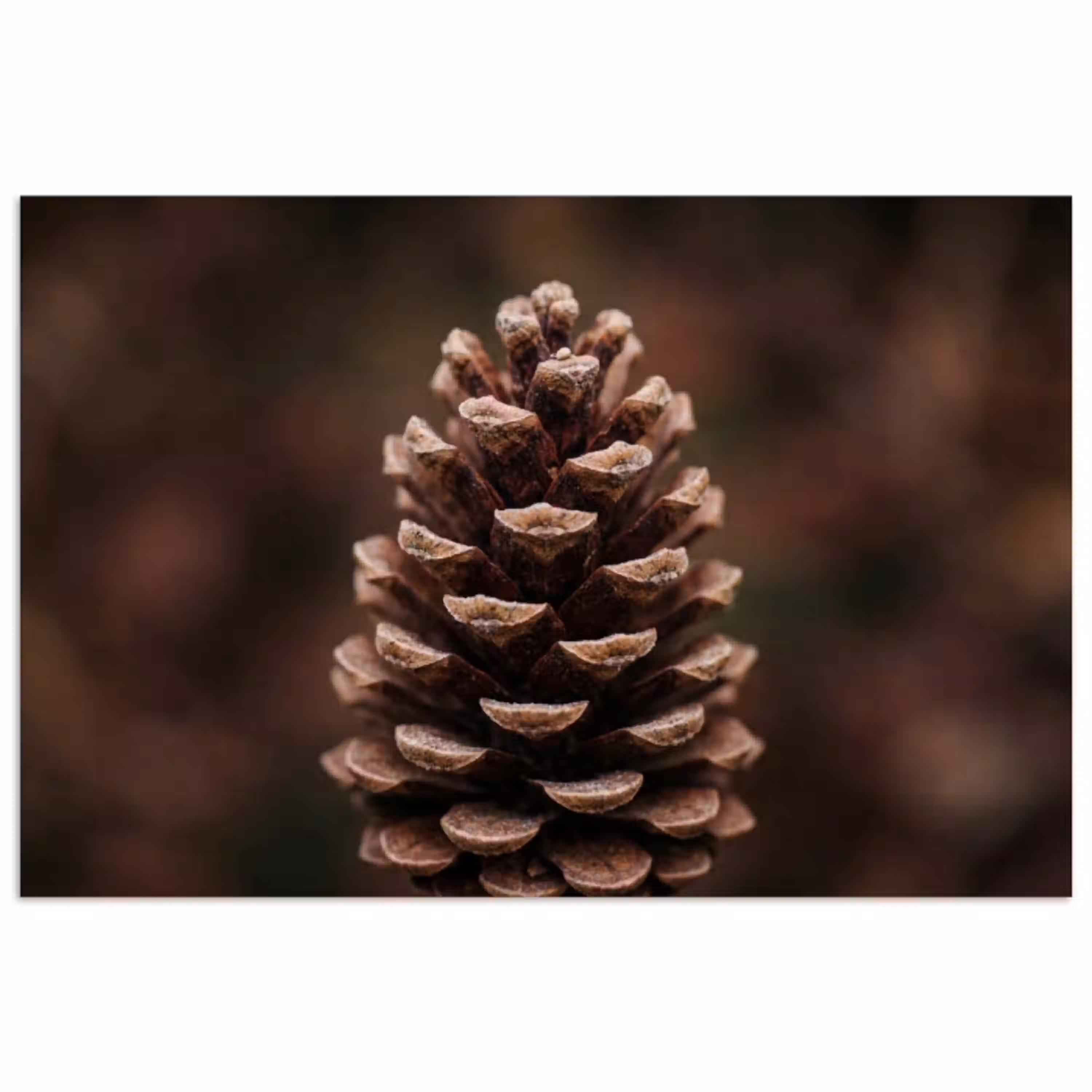 Dennenappel - Bos - Herfst - Bruin - Sfeervol poster papier klein -3d