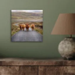 Schotse Hooglanders - Weg - Landschap - Kudde aluminium wit klein -sfeer2
