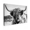 Schotse hooglander - Close up - Horens - Vacht - Zwart Wit canvas 2cm klein -z3d