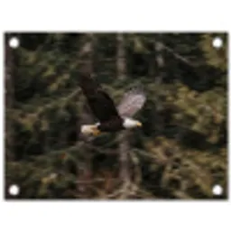 Zeearend - Vliegen - Bos - Natuur tuinposter los doek klein -3d