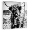 Schotse hooglander - Natuur - Koe - Zwart - Wit plexiglas 5mm klein -zzzproduct_nieuw