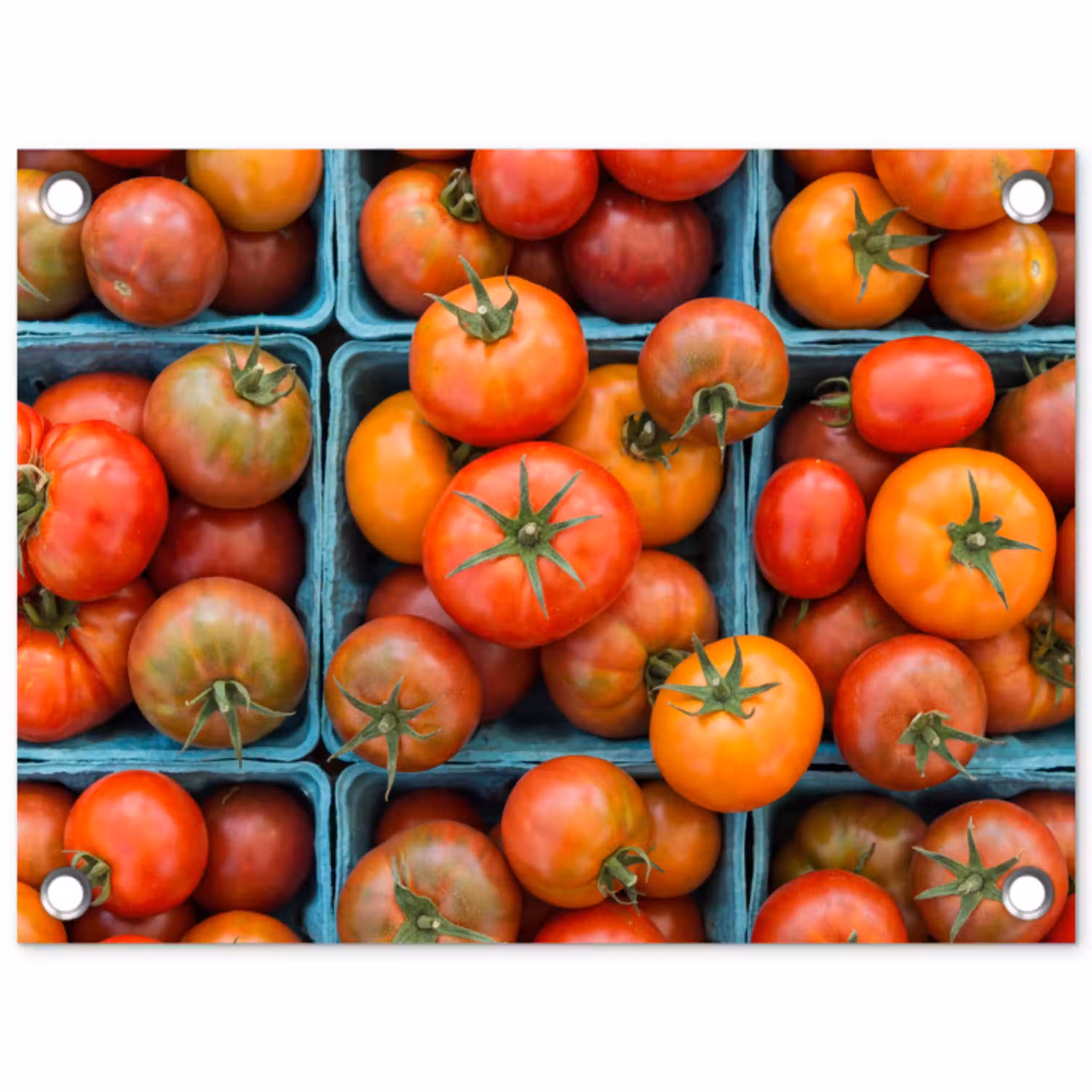 Tomaten - Eten - Kleurrijk tuinposter los doek klein -3d