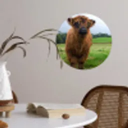 Schotse hooglander - Koeien - Natuur - Groen - Gras Wandcirkel behangsticker klein -sfeer3