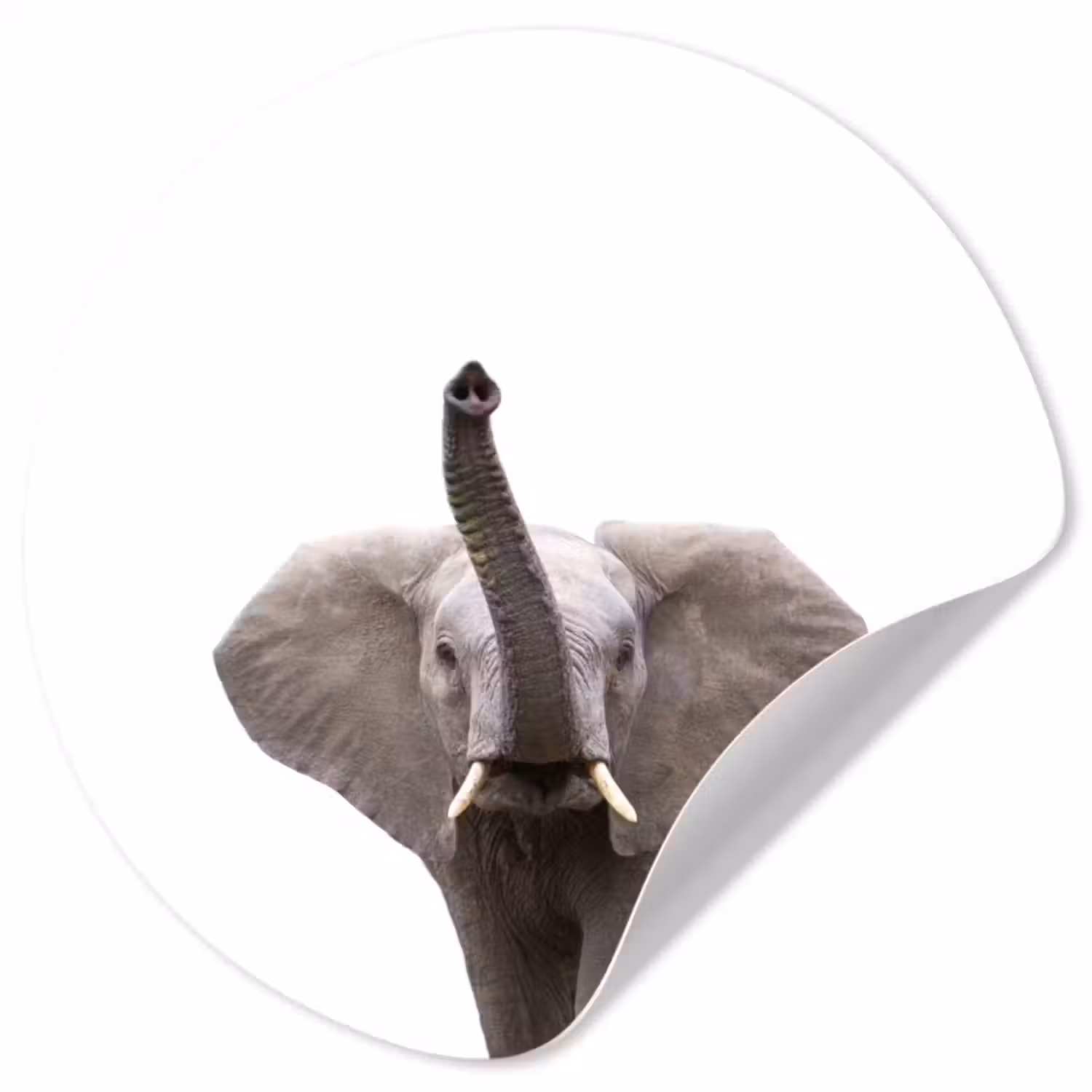 Behangcirkel - Dieren - Olifant- Wit - Wilde dieren - Kinderen