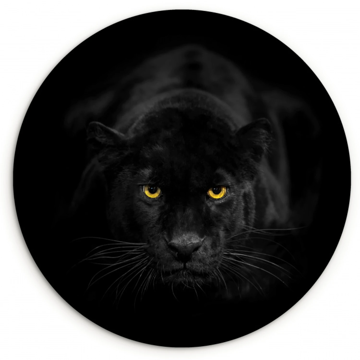 Panter - Dieren - Zwart - Ogen Wandcirkel kunststof plaat 5mm dik klein -3d