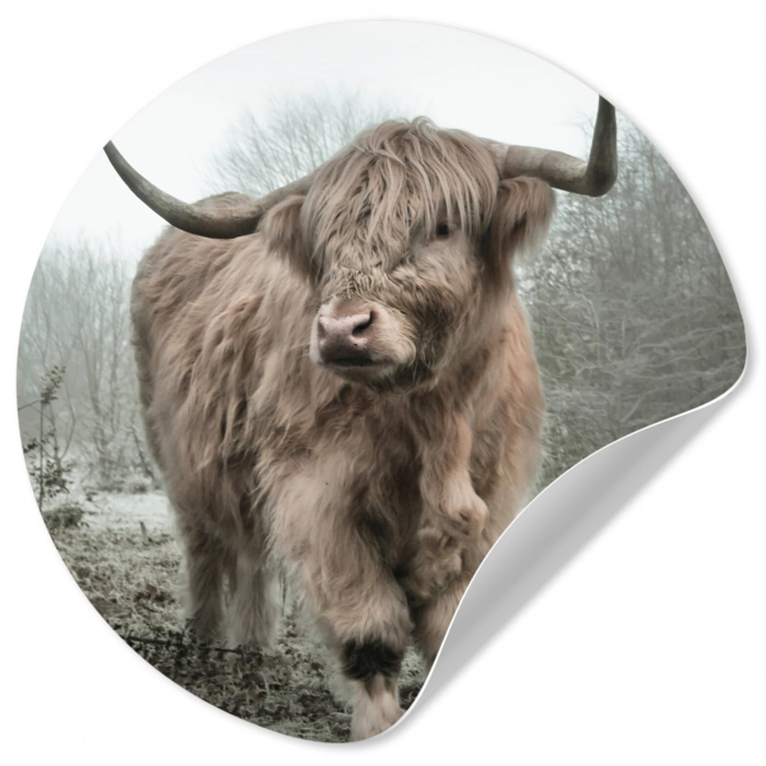 Schotse hooglander - Natuur - Herfst - Dieren - Wild - Bos Wandcirkel behangsticker klein -3d