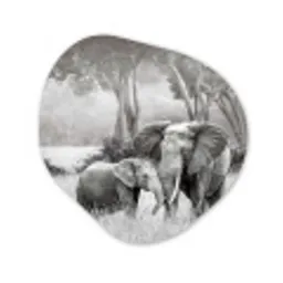 Olifant - Dieren - Natuur - Zwart wit Wandcirkel Organisch Forex 3mm klein -3d