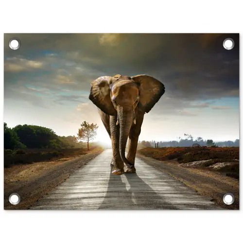 Olifant - Weg - Dieren - Zonsondergang - Landschap tuinposter los doek klein -3d