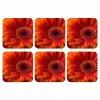 Oranje - Gerbera - Intens onderzetter kurk middel -3d