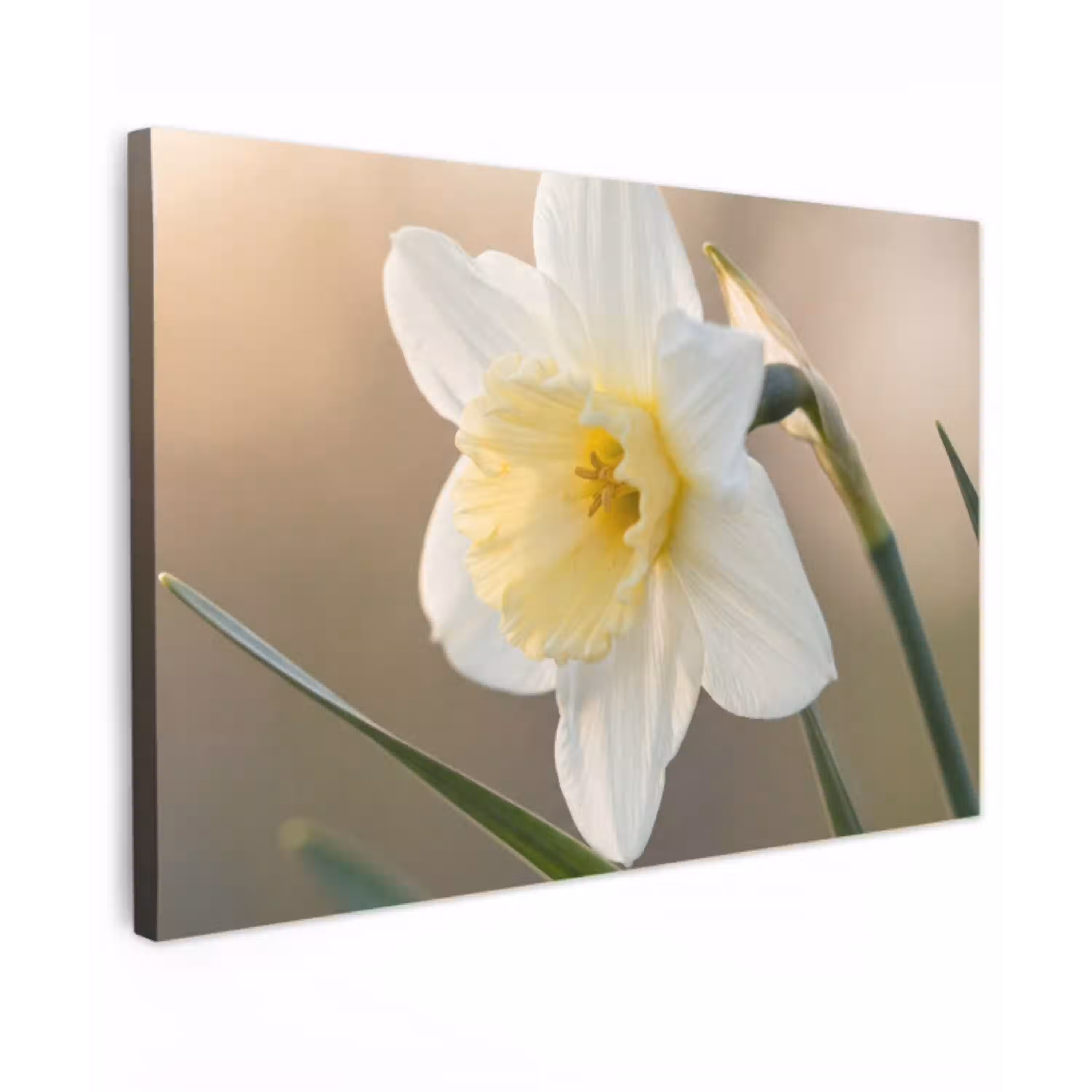 Narcis - Bloem - Minimalistisch Tuinposter op houten frame 2 cm dik klein -3d