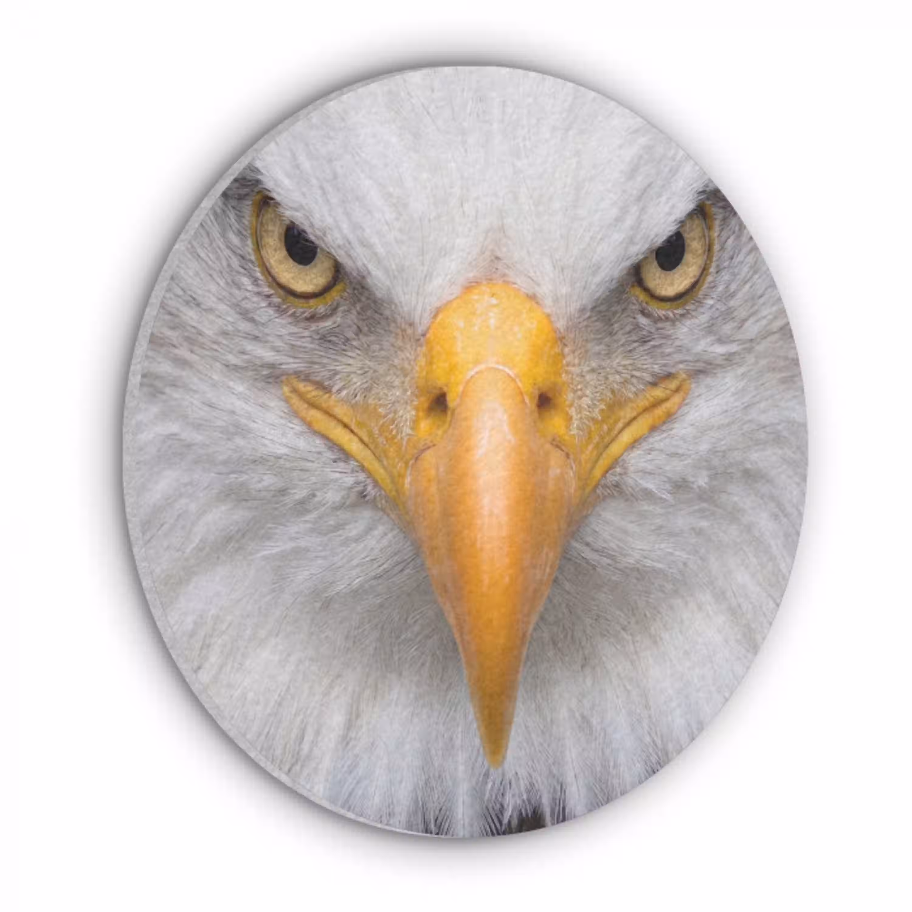 Amerikaans - Zeearend - Portret - Geel Akoestische PET Vilt - Rond klein -3d