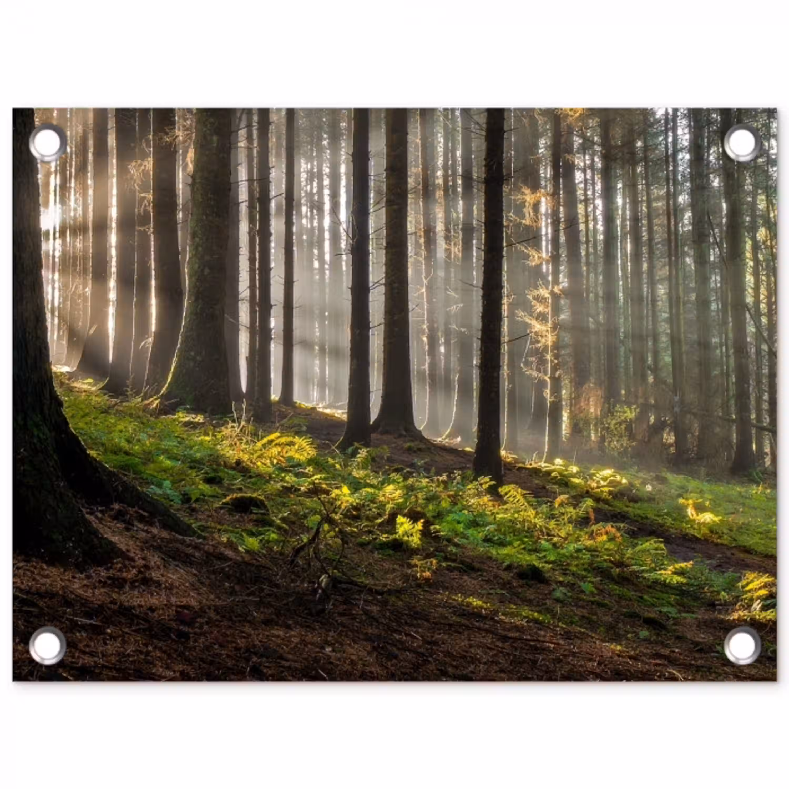 Zon - Takken - Bomen - Bos - Natuur tuinposter los doek klein -3d