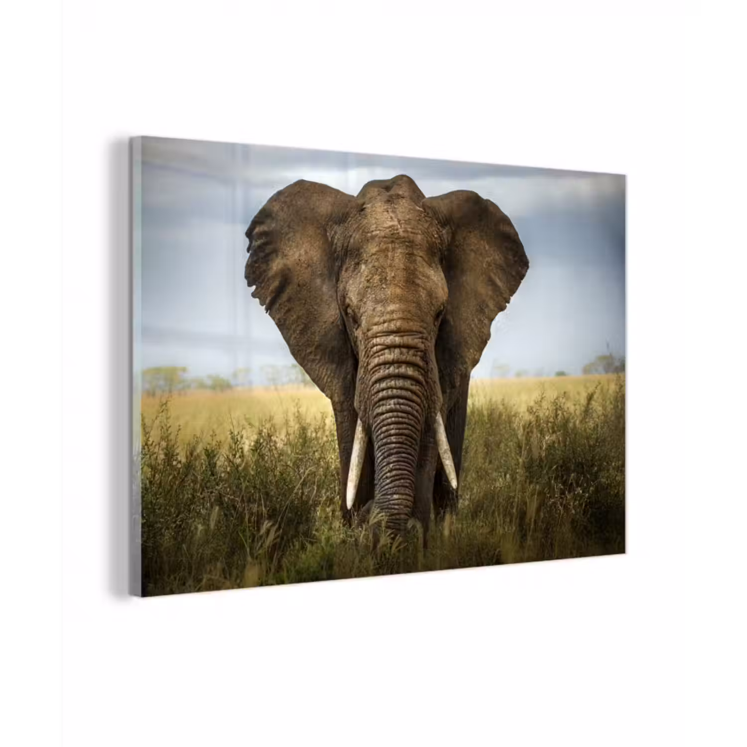 Glasbild - Elefant - Natur - Gras - Tiere - Landschaft