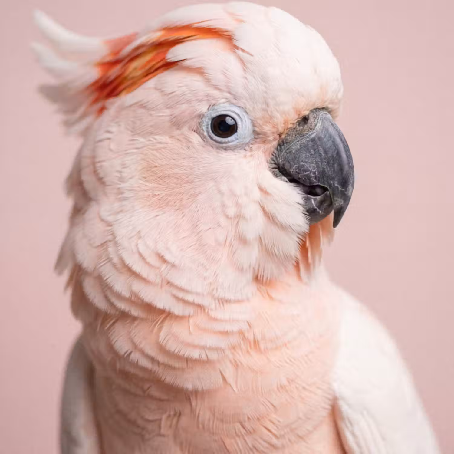 Behang - Kaketoe - Portret - Roze