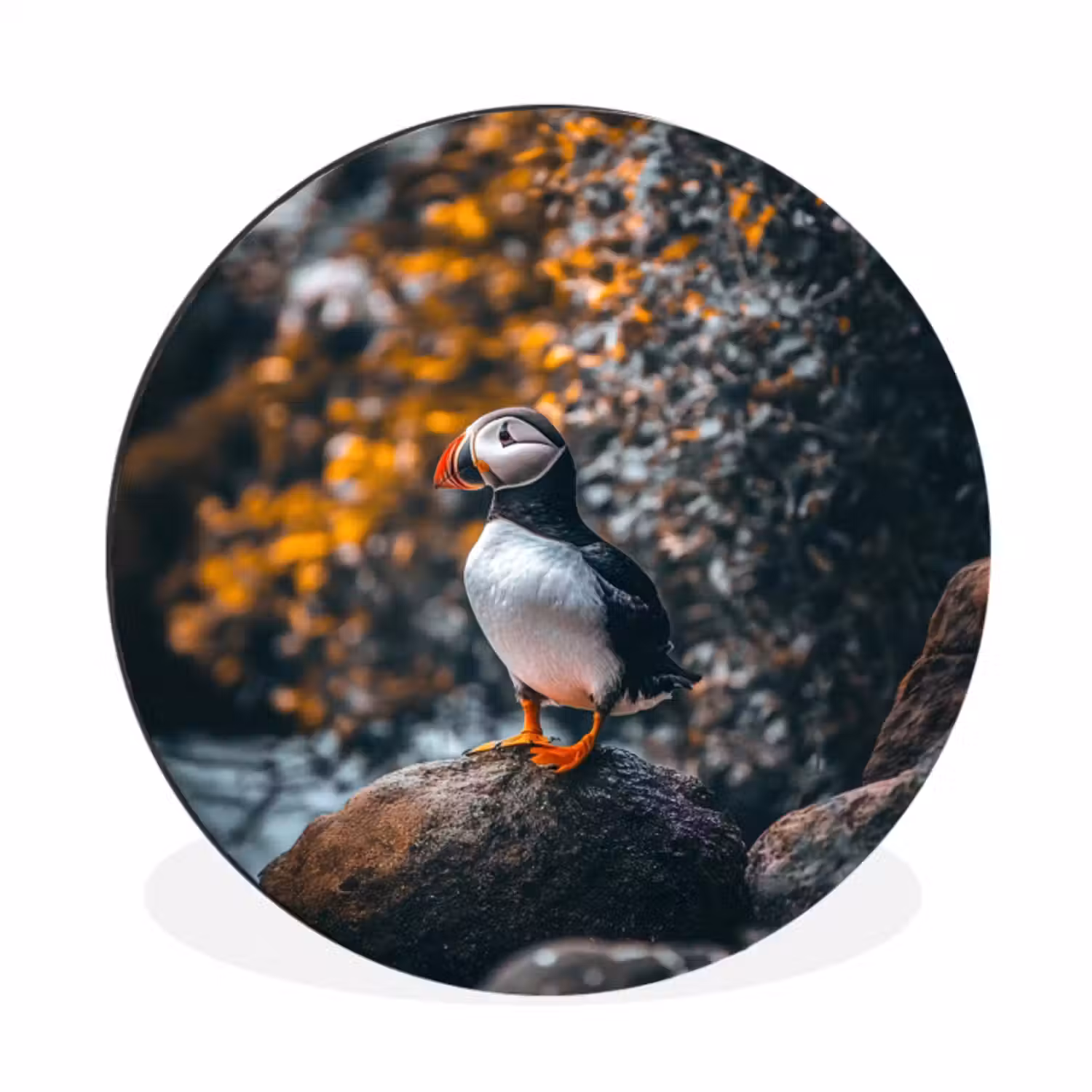 Wandcirkel - aluminium - Papegaai - Vogel - Rots - Wit