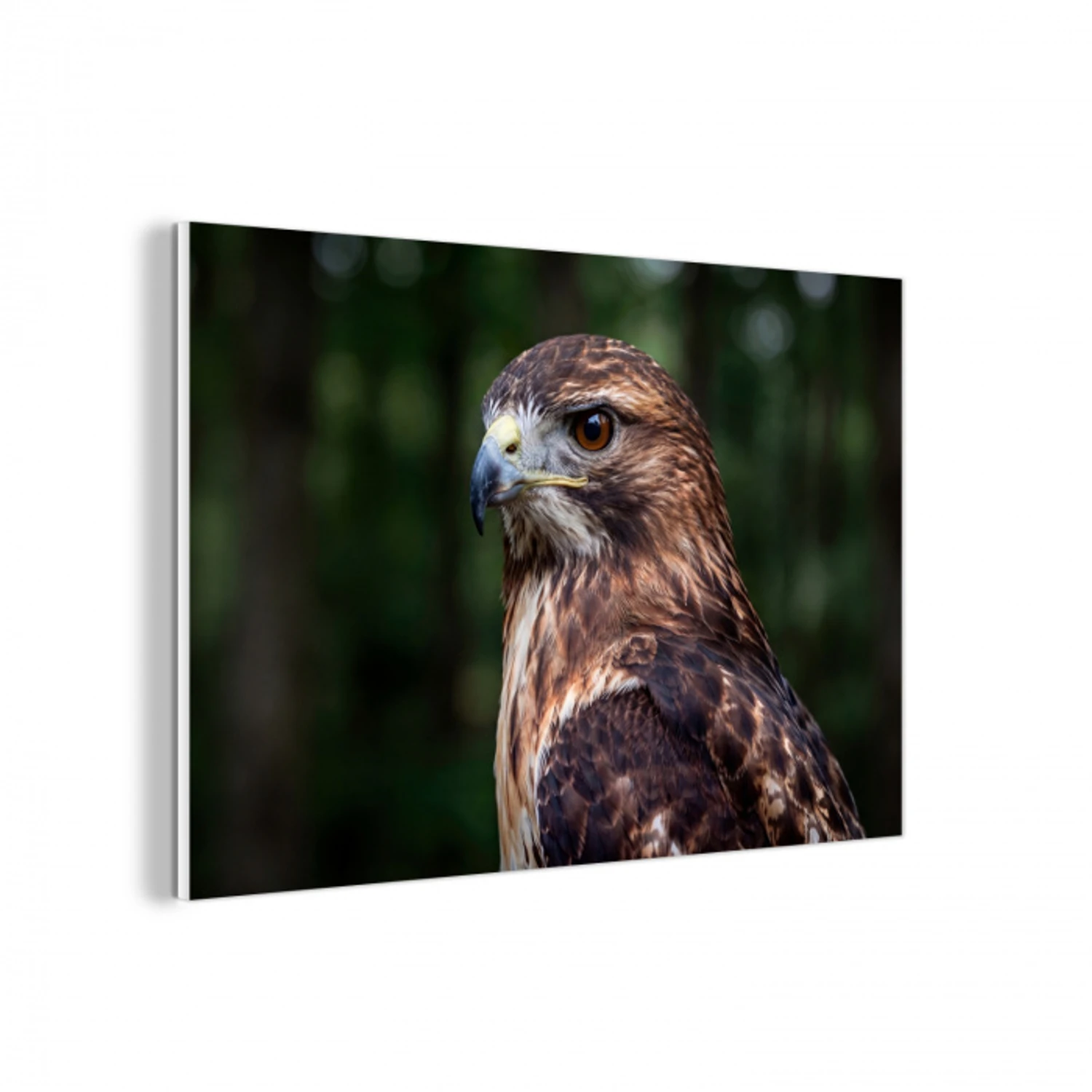 Buizerd - Roofvogel - Natuur - Bruin forex 5mm xxl -3d