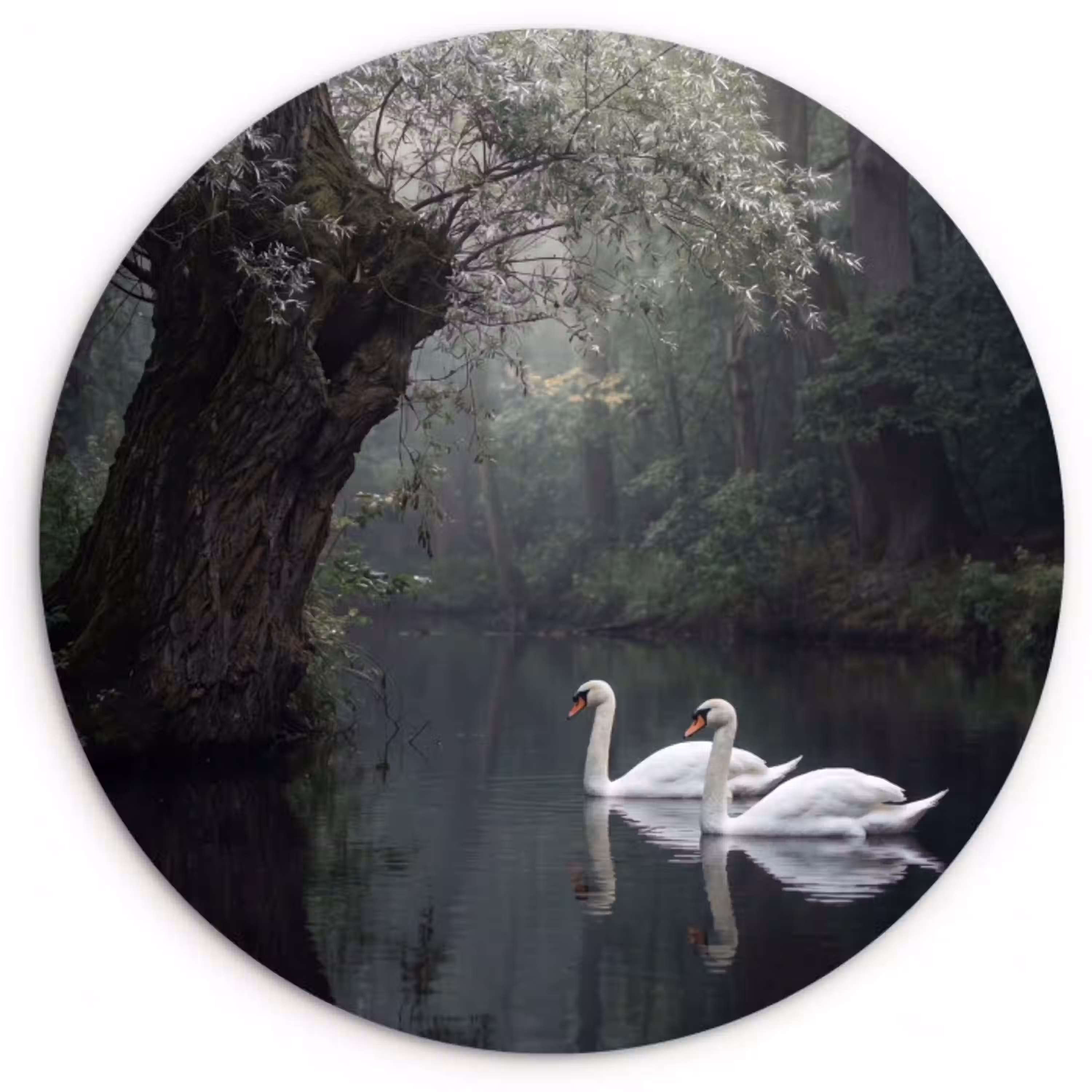 Zwanen - Rivier - Bos Wandcirkel kunststof plaat 5mm dik klein -3d