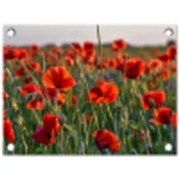 Klaprozenveld bij zonsondergang tuinposter los doek klein -3d