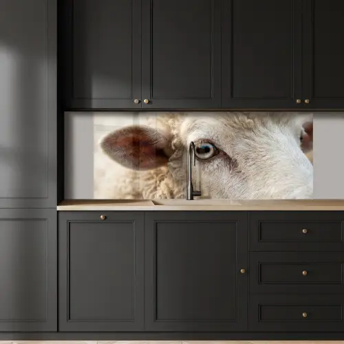 Schaap - Oog - Wit keuken achterwand 2 middel -sfeer1