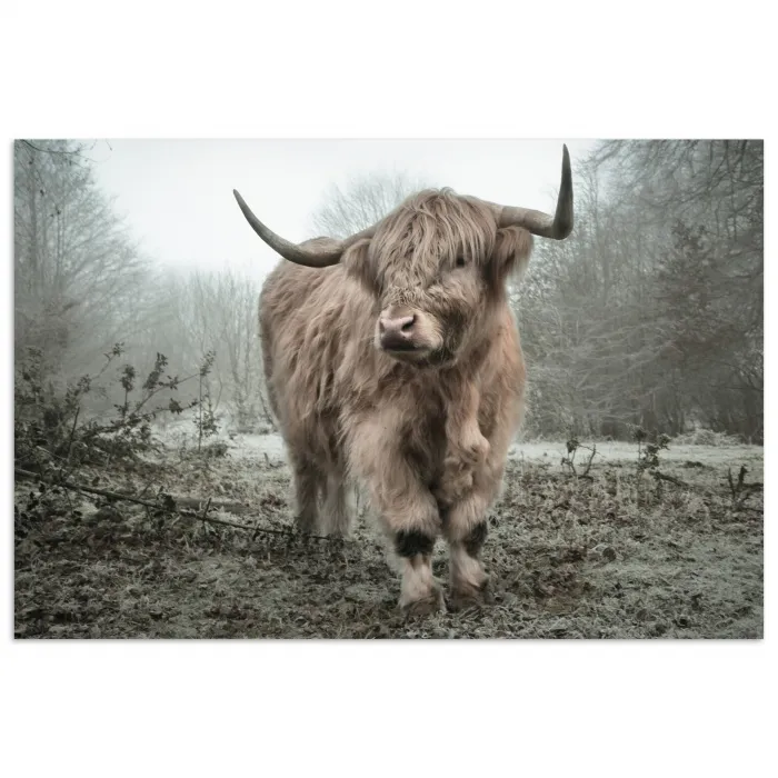 Schotse Hooglander - Bos - Mist - Koe - Dieren - Natuur poster papier klein -3d