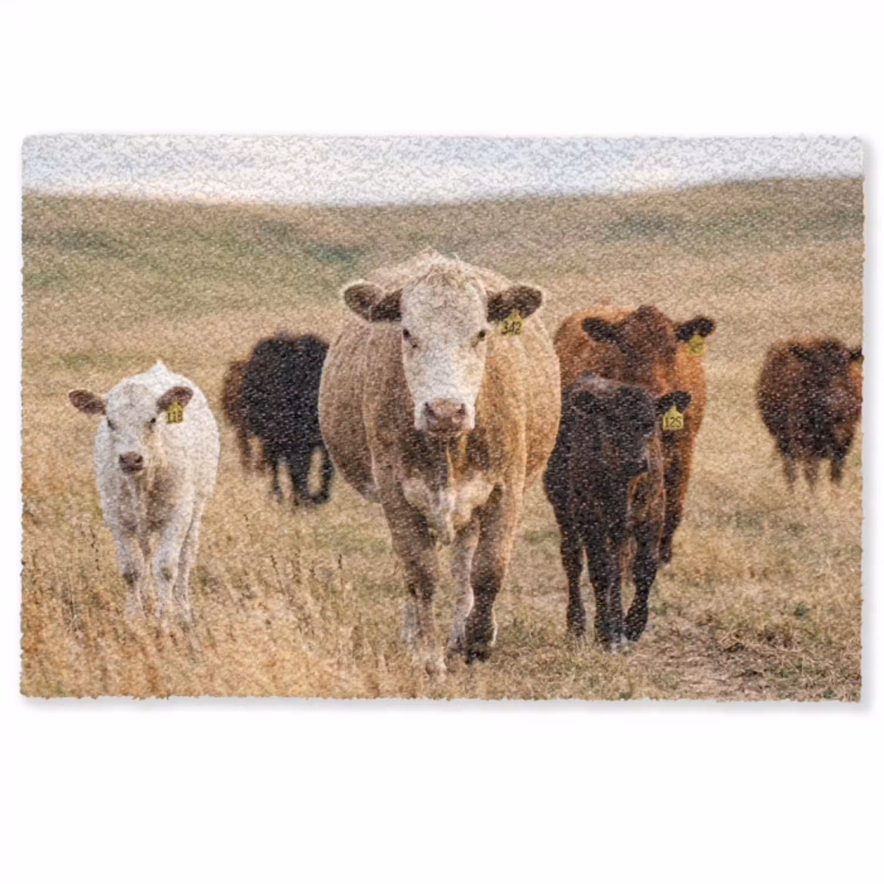 Runderen - Kudde - Landschap - Weide - Rustig Deurmat klein -zkaufland3d