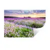 Lavendel - Bloemen - Zonsondergang - Paars - Weide Muursticker klein -3d