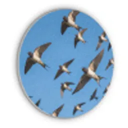 Zwaluwen - Vliegen - Blauw Akoestische PET Vilt - Rond klein -3d
