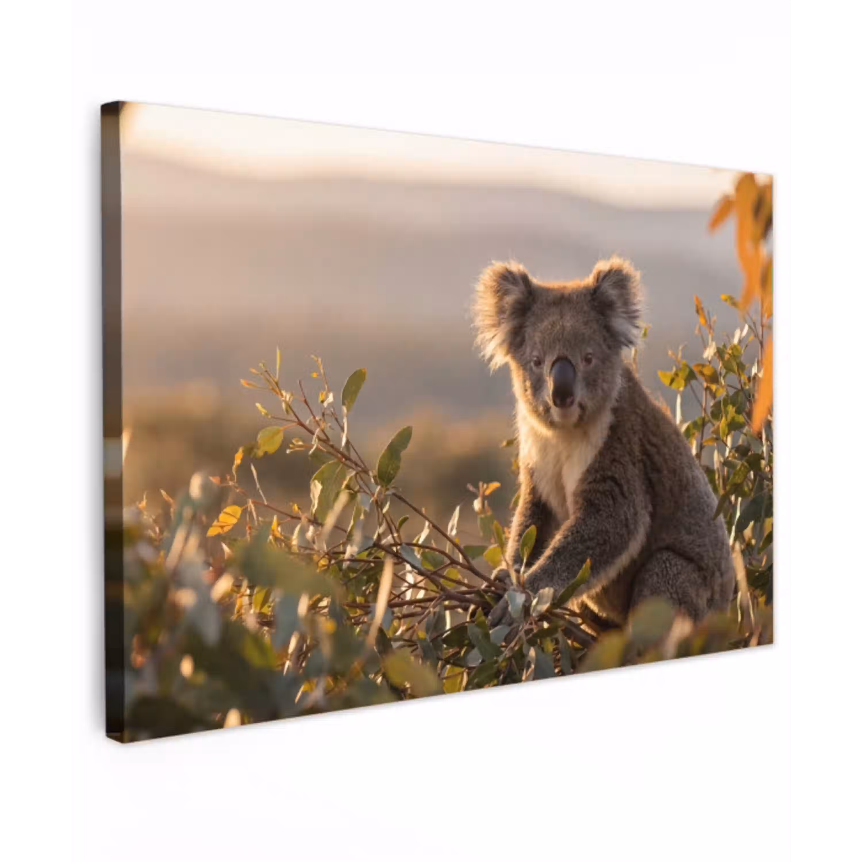 Koala - Bladeren - Ochtendlicht Tuinposter op houten frame 2 cm dik klein -3d