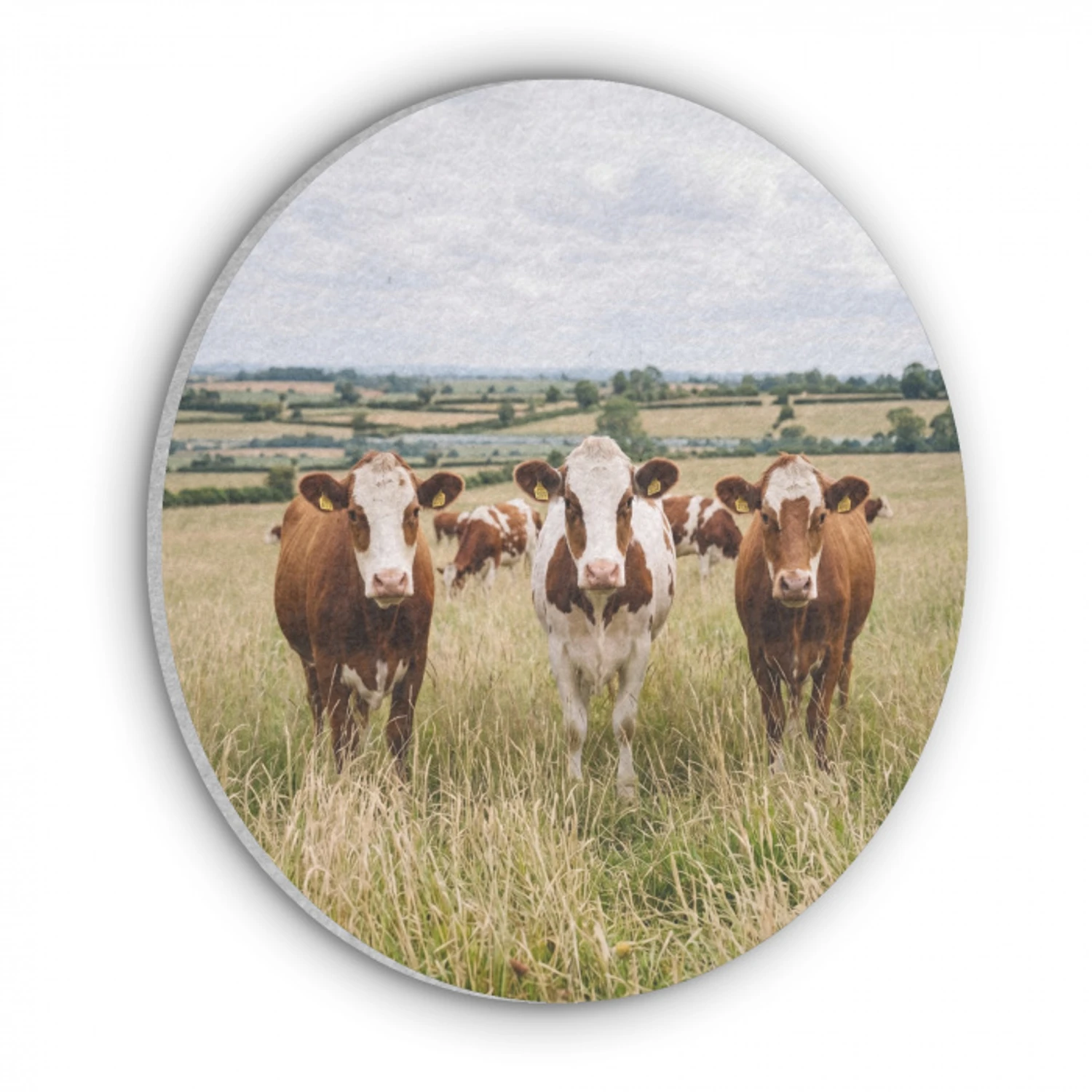 Koeien - Portret - Weide - Boerderij - Nieuwsgierig Akoestische PET Vilt - Rond klein -3d